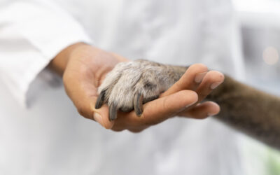 Manipulação Veterinária