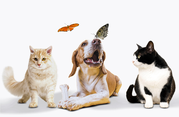 pets Cão e gato saudáveis