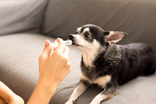 remedio-pet2 Medicamento veterinário manipulado para pets